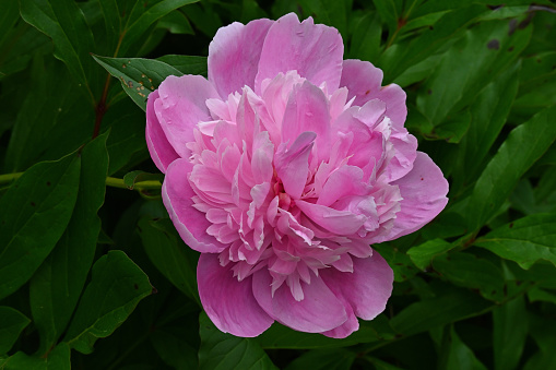 Pink peony facing right, with the flower's leaves in the background. Taken in a meadow where a house once stood.