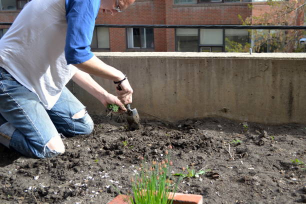 istock Urban Garden Vegetables 1322173593