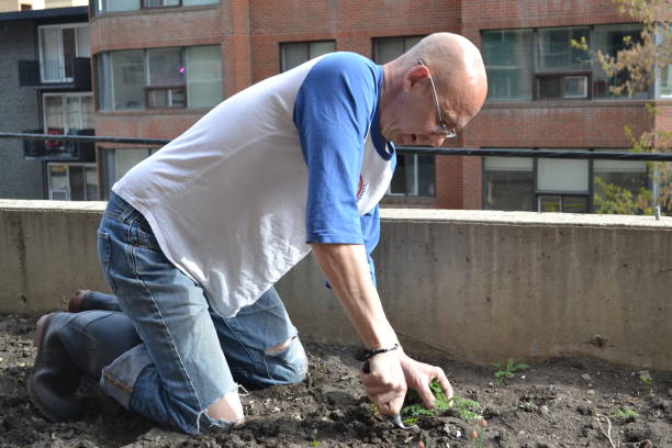 Urban Garden Vegetables