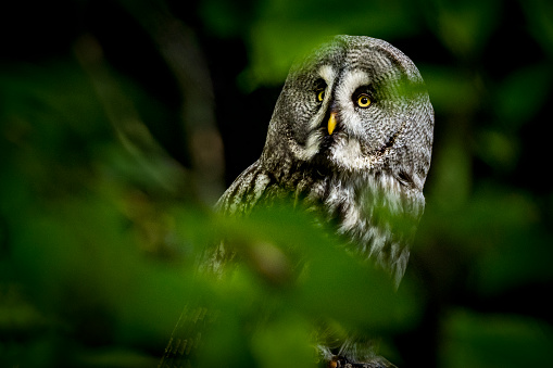 Portrait of great gray owl among the leaves in a dense forest.