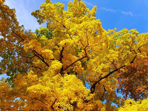 Carya cordiformis (bitternut hickory) tree with leaves changed to yellow as of autumn season. The tree comes originally from the US (New Hampshire, Vermont, Maine). The image shows a tree growig in a park in zurich city.