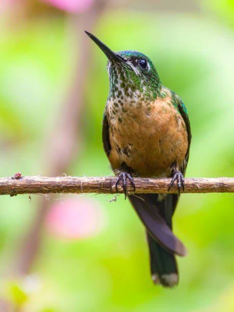 istock Long-tailed Sylph, Aglaiocercus kingi. Colorful hummingbird rest on a perch 1322175182