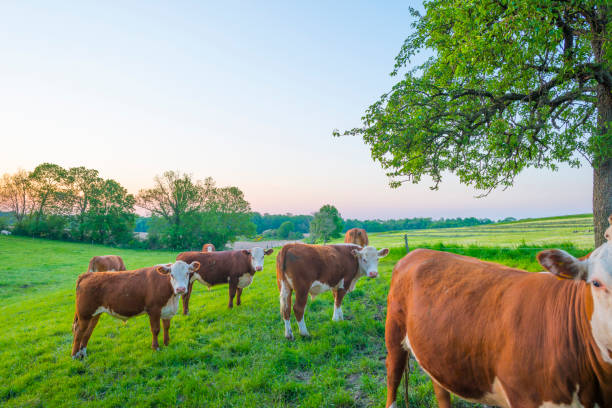istock Cows in a green hilly meadow under a blue sky in sunlight in springtime 1322175245