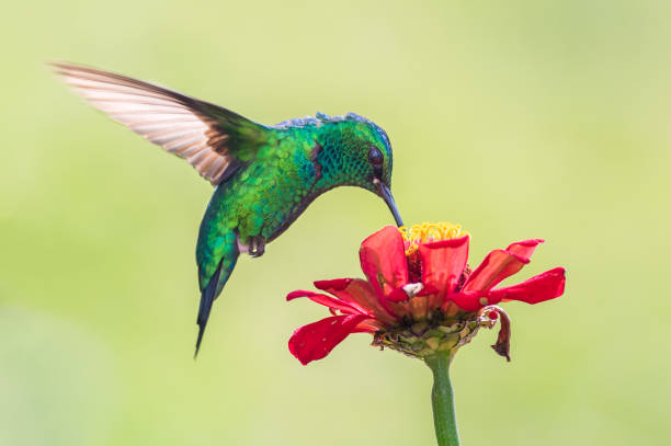 Amazilia saucerrottei, Steely-vented Hummingbird. Beautiful hummingbird flying and sucking a flower stock photo