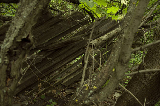 istock boards scattered in the wild forest 1322175458