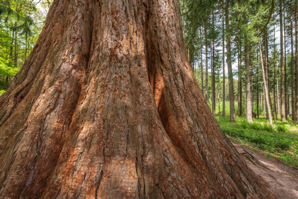 istock Giant seqoia trunk in a mountain forest in spring. 1322176182