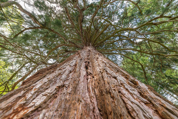 Giant Seqoia of Fappelbronn planted in 1896 in a Vosges forest in spring. Height of 46 meters. circumference of 7 meters. France.