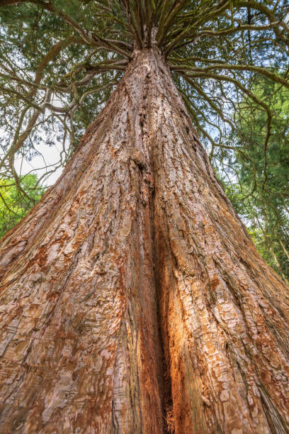 istock Giant seqoia trunk in a mountain forest in spring. 1322176189