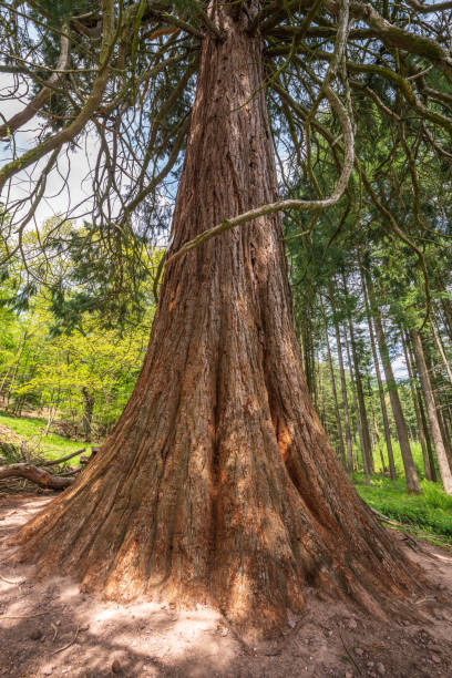 istock Giant seqoia trunk in a mountain forest in spring. 1322176191