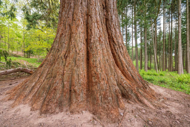 istock Giant seqoia trunk in a mountain forest in spring. 1322176202
