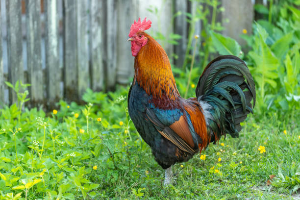 istock Rooster on an educational farm in the countryside. 1322176216