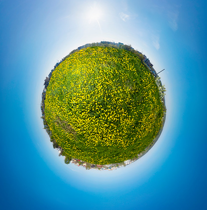 Spherical ball asteroid panorama of a glade with dandelions, beautiful yellow golden spring flowers, in the university town of Ivano-Frankivsk. Nature among concrete houses.