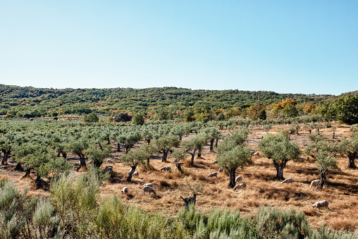 Flock of sheep eating in field with olive grove in summer