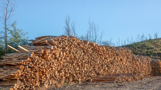 istock Stack of pruned trees for the timber industry 1322178193