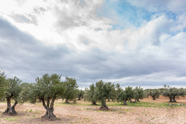 paesaggio di ulivi in campagna con cielo nuvoloso - oliveto foto e immagini stock