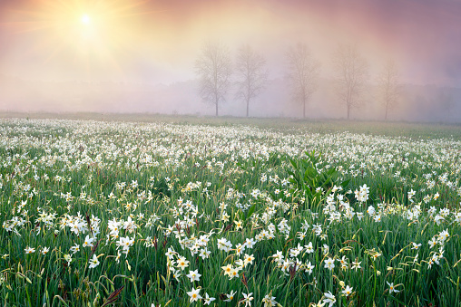 Daffodils in the fog
