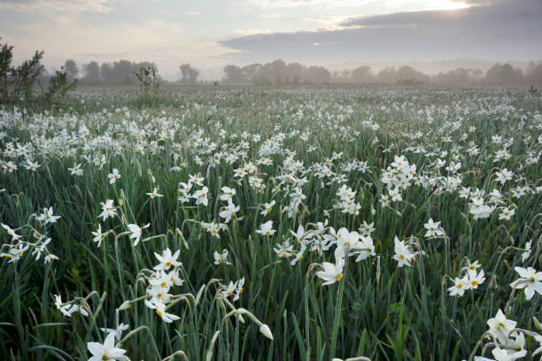 istock Daffodils in the fog 1322178238