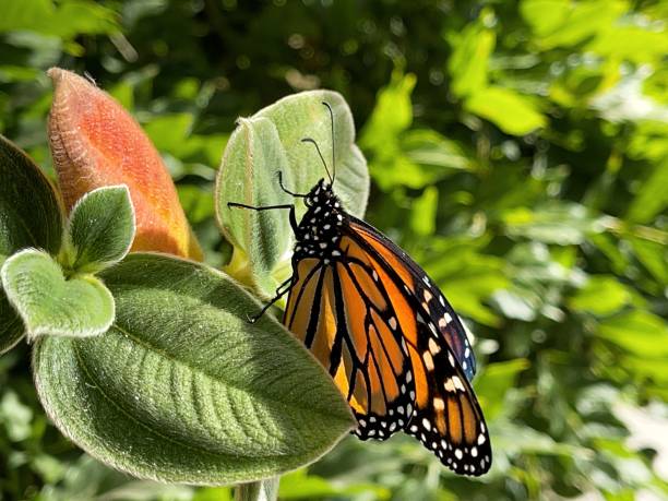 istock Monarch butterfly - Color Landscape Format 1322178314