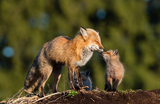 Red fox, vulpes vulpes. Female fox kissing her little one.