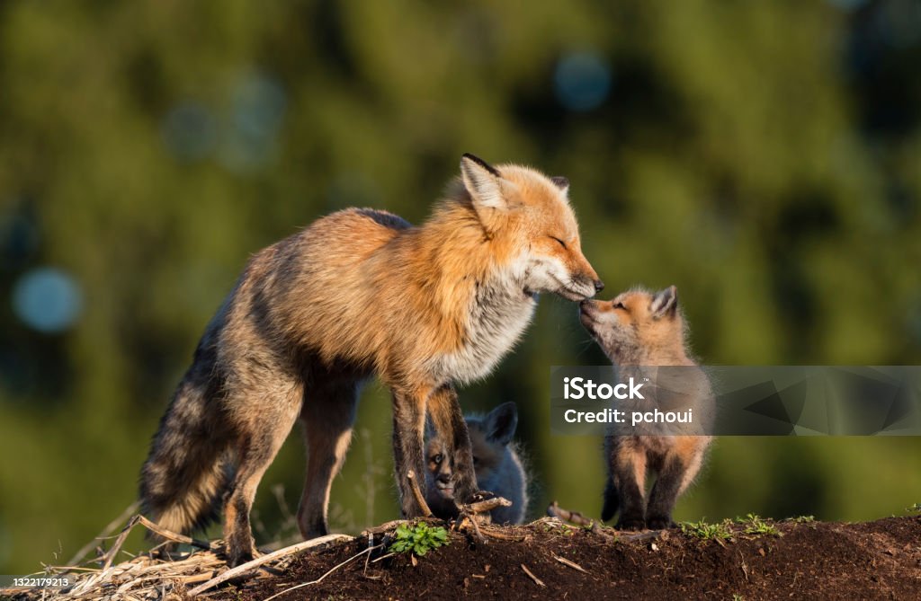 Red fox, mother kissing her baby Red fox, vulpes vulpes. Female fox kissing her little one. Fox Stock Photo