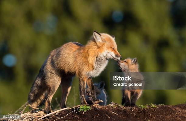 Red Fox Mother Kissing Her Baby Stock Photo - Download Image Now - Fox, Red Fox, Female Animal