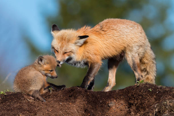 istock Red fox, mother taking care of her cubs 1322180204