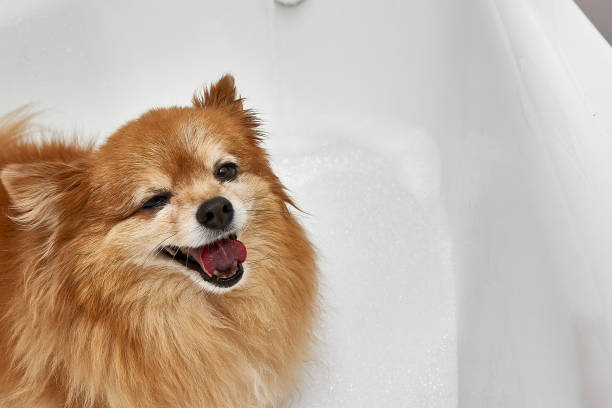 istock Satisfied red dog is about to take a bath 1322180281