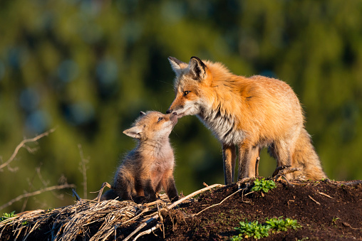 Red fox, vulpes vulpes. Female fox kissing her little ones.