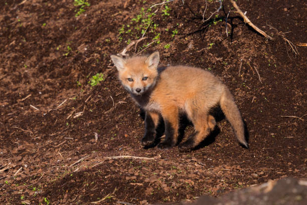 istock Red fox, baby animal, cub, puppy, kit 1322180342