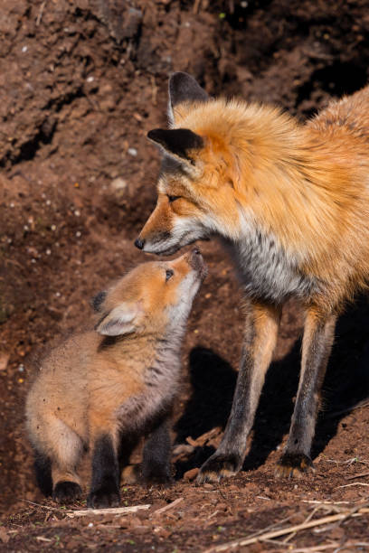 istock Red fox, mother kissing her baby 1322180515
