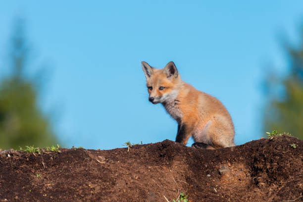 istock Red fox, baby animal, cub, puppy, kit 1322181064