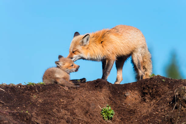 istock Red fox, mother taking care of her cubs 1322181293