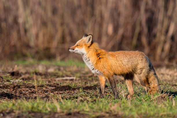 istock Red fox, female animal, vixen 1322181310