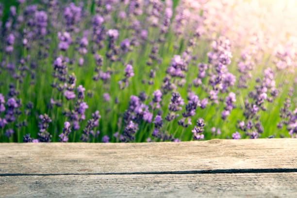 istock Fresh lavender background over wooden table. Soft focus 1322181400