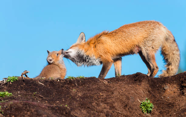 Red fox, mother taking care of her cubs