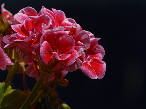 Single flower closeup