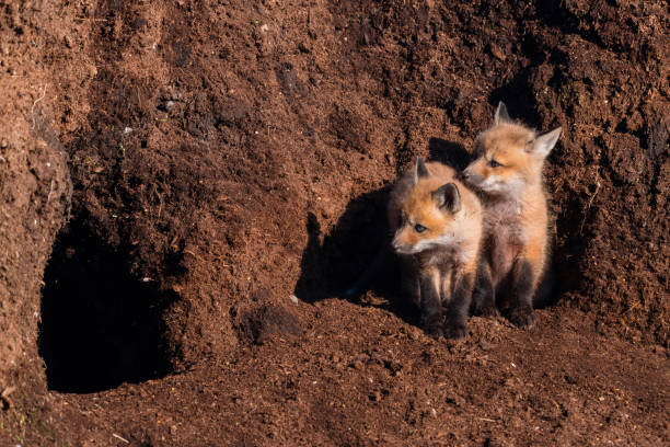 zorro rojo, animal bebé, cachorro, cachorro, kit cerca de un agujero - madriguera fotografías e imágenes de stock