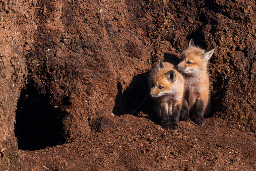 Red fox, vulpes vulpes. Young animals looking at the hole.