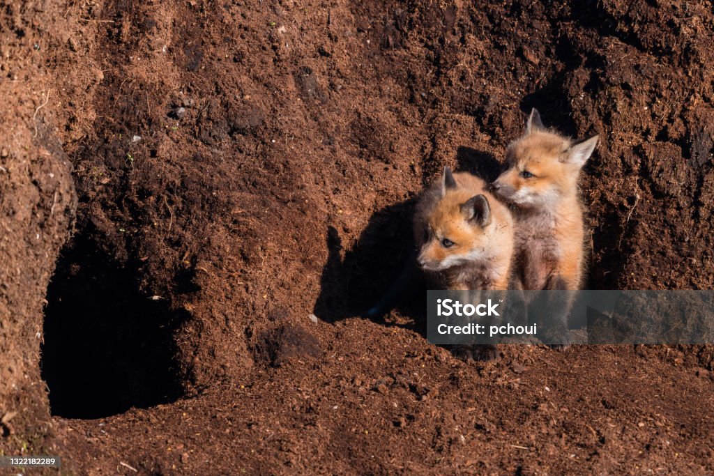 Red Fox Baby Animal Cub Puppy Kit Near A Hole Stock Photo - Download Image  Now - Animal Den, Fox, Hole - iStock