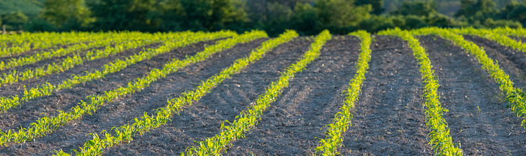 Green Corn Field