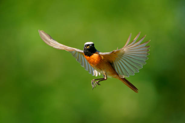 istock Common Redstart Phoenicurus phoenicurus small passerine bird in Phoenicurus, formerly Turdidae, now Old World flycatcher family Muscicapidae, flying orange and black bird on the green background. 1322183787