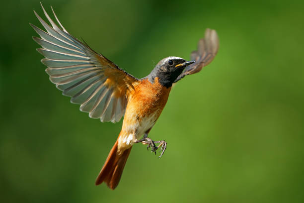 istock Common Redstart Phoenicurus phoenicurus small passerine bird in Phoenicurus, formerly Turdidae, now Old World flycatcher family Muscicapidae, flying orange and black bird on the green background. 1322184314