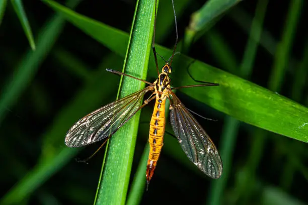 Spotted crane fly (Lat. Nephrotoma appendiculata