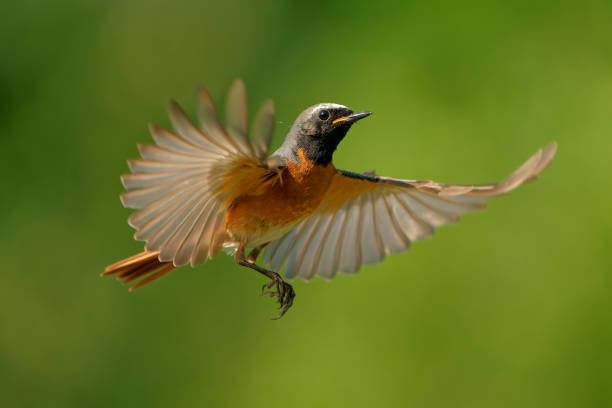 istock Common Redstart Phoenicurus phoenicurus small passerine bird in Phoenicurus, formerly Turdidae, now Old World flycatcher family Muscicapidae, flying orange and black bird on the green background. 1322184375