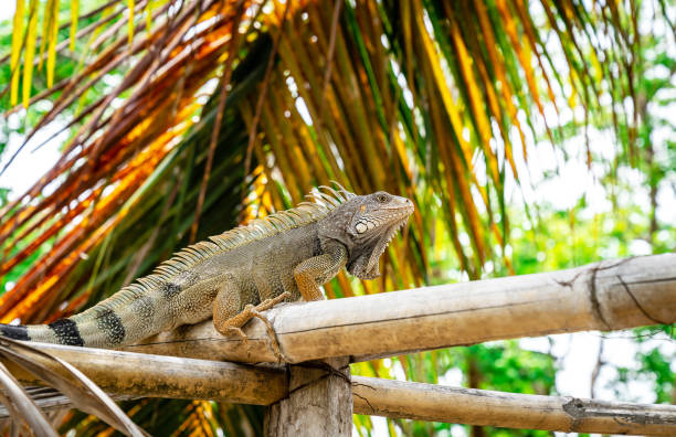 iguana - claw rainforest outdoors close up foto e immagini stock