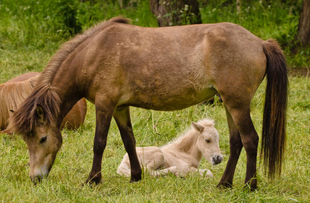 istock interaction in a herd of icelandic mares with their cute and tiny foals 1322185659