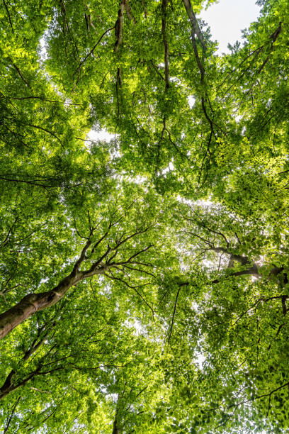 istock View through the crown of an tree 1322185695