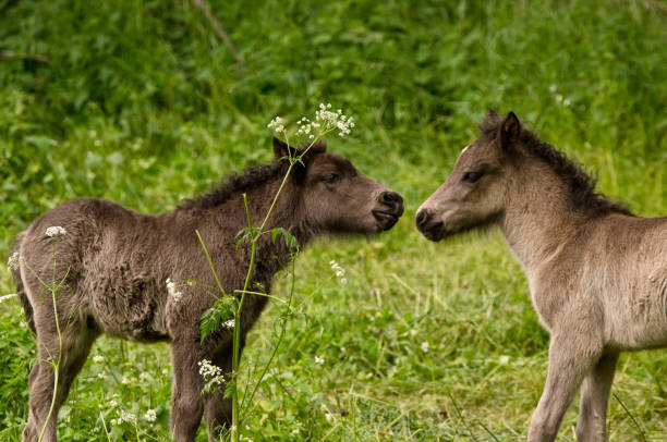 interaction in a herd of icelandic mares with their cute and tiny foals