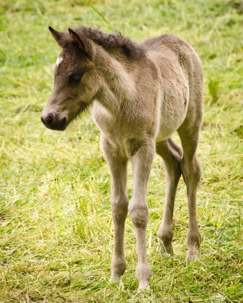istock interaction in a herd of icelandic mares with their cute and tiny foals 1322185842