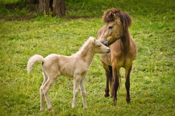 istock interaction in a herd of icelandic mares with their cute and tiny foals 1322185875